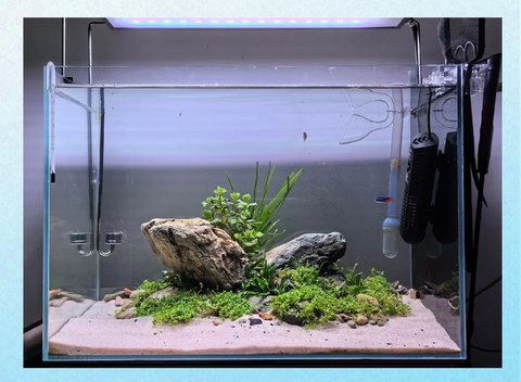 迷你世界怎么种水草[图2]