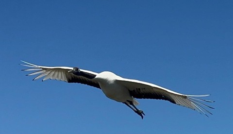 qq炫舞怎么丹顶鹤[图2]